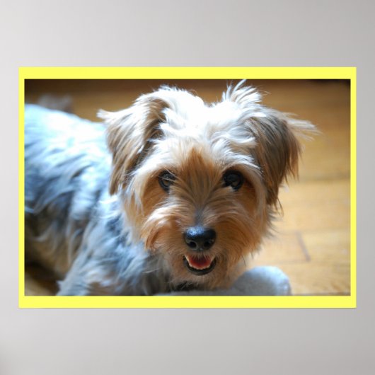 Niedlicher lachender Yorkie Welpenhund Yorkshire T Poster (Vorne)