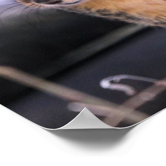 Niedlicher Landsmann Poster (Ecke)