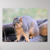 Niedlicher Landsmann Poster (Vorne)