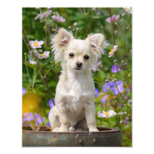 Niedlicher langhaariger Chihuahua-Hundewelpe - Fotodruck