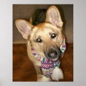 Niedlicher liebenswerter Hund mit Scarf Poster (Vorne)