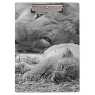 Niedlicher Löwe CUB, das beim Vater liegt Klemmbrett