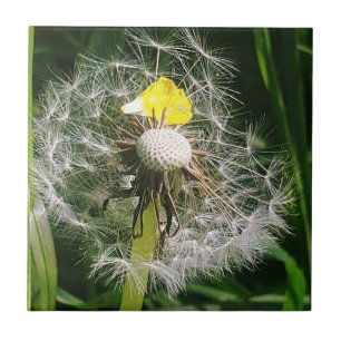 Niedlicher Löwenzahn Fliese