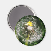 Niedlicher Löwenzahn Magnet (Vorderseite/Rückseite)