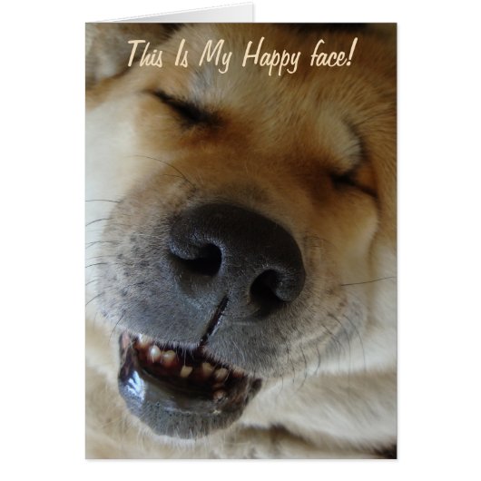 niedlicher lustiger akita glücklicher Lächelhund (Vorne)