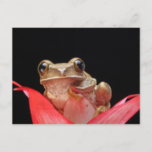 Niedlicher, lustiger Frosch, der an der Lily festh Postkarte