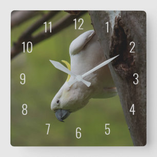Niedlicher lustiger Kakadu-Vogel Papagei kopfüber Quadratische Wanduhr