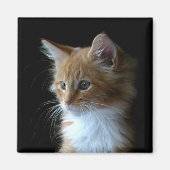 Niedlicher Maine Coon Kitten-Magnet Magnet (Vorne)