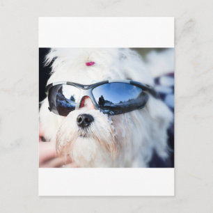 Niedlicher maltesischer Hund Postkarte