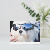 Niedlicher maltesischer Hund Postkarte (Stehend Vorderseite)
