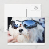 Niedlicher maltesischer Hund Postkarte (Vorne/Hinten)