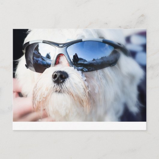 Niedlicher maltesischer Hund Postkarte (Vorderseite)