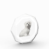 Niedlicher maltesischer Hund sitzender Welpe Fotoblock (Links)