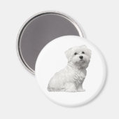 Niedlicher maltesischer Hund sitzender Welpe Magnet (Vorderseite/Rückseite)