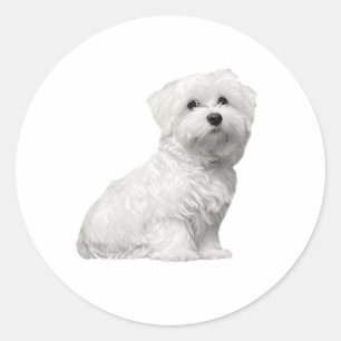 Niedlicher maltesischer Hund sitzender Welpe Runder Aufkleber