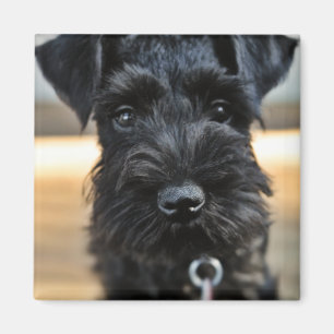 Niedlicher Miniaturschnauzer-Magnet Magnet