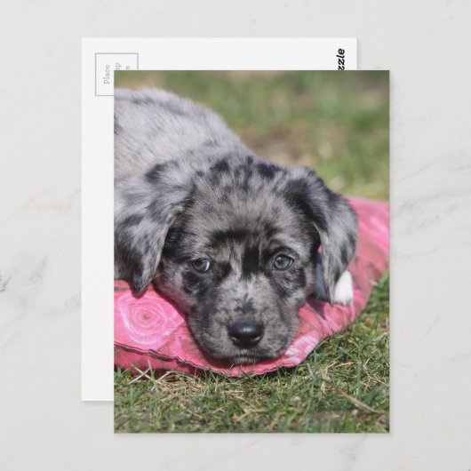 Niedlicher Mischling-Welpe Postkarte (Vorne/Hinten)