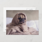 Niedlicher Mops Hund Postkarte (Vorne/Hinten)
