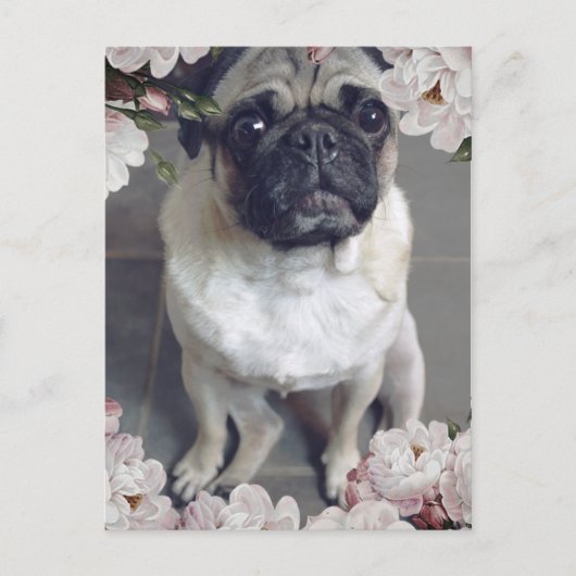 Niedlicher Mops Postkarte (Vorderseite)