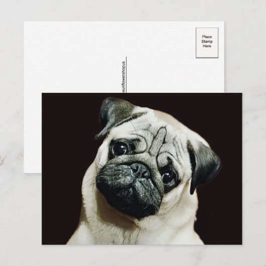 Niedlicher Mops Postkarte (Vorne/Hinten)