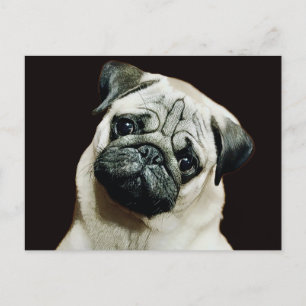 Niedlicher Mops Postkarte