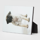 Niedlicher Mops Welpe Fotoplatte (Seite)