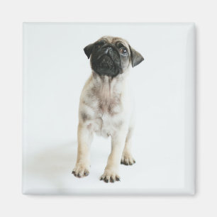 Niedlicher Mops-Welpe Magnet