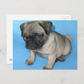 Niedlicher Mops Welpe Postkarte (Vorne/Hinten)