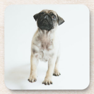 Niedlicher Mops-Welpe Untersetzer