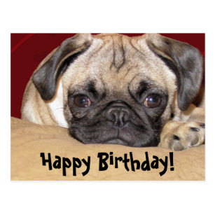Mops Geburtstags Karten Zazzle.de