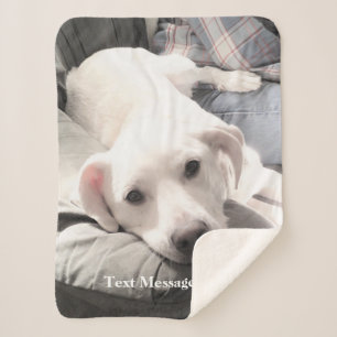 Niedlicher, müde weißer Labrador Mix Hund mit Vate Sherpadecke