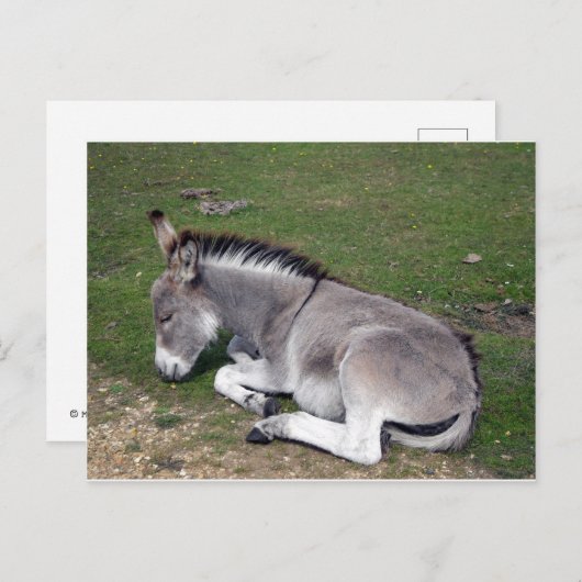 Niedlicher neuer WaldDonkey Postkarte (Vorne/Hinten)