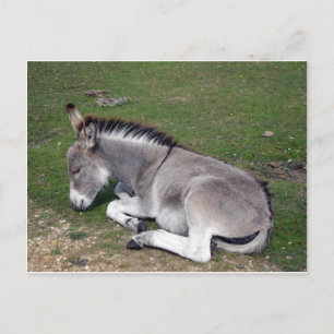 Niedlicher neuer WaldDonkey Postkarte