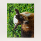 Niedlicher nigerianischer Zwergziegenkid mit blaue Puzzle (Vertikal)