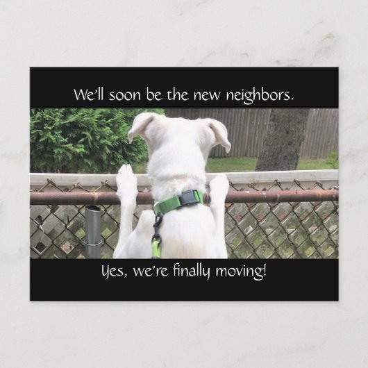 Niedlicher Nosey White Dog versucht Nachbarn zu se Postkarte (Vorderseite)