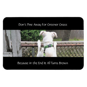 Niedlicher Nosey White Hund mit Blick auf die Gras Magnet