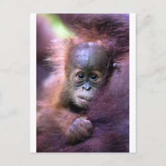 Niedlicher Orang-Utan-Baby auf Sumatra Postkarte