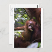 Niedlicher Orang-Utan Sumatra Postkarte (Vorne/Hinten)