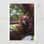 Niedlicher Orang-Utan Sumatra Postkarte (Vorderseite)