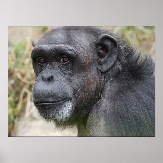 Niedlicher Orangutan-Auftritt auf dem Kamerapuster Poster (Vorne)