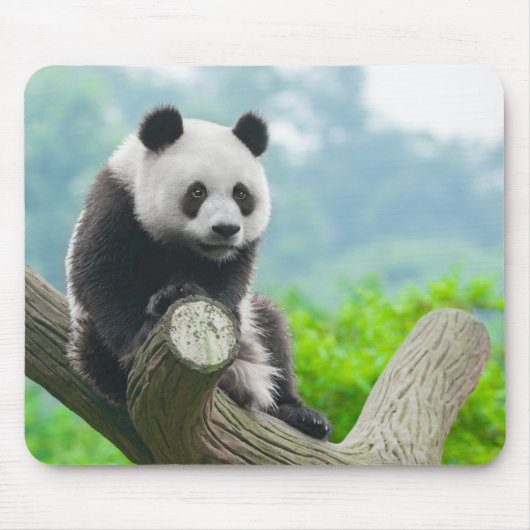 Niedlicher Panda-Bär auf einer Baumzweigung Mousepad (Vorne)