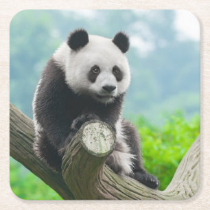 Niedlicher Panda-Bär auf einer Baumzweigung Rechteckiger Pappuntersetzer
