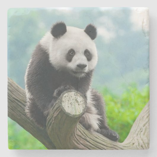 Niedlicher Panda-Bär auf einer Baumzweigung Steinuntersetzer (Vorderseite)