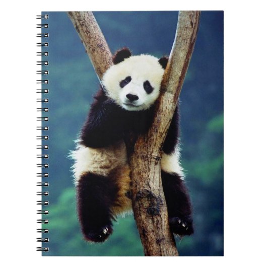 Niedlicher Panda-Bär Notizblock (Vorderseite)
