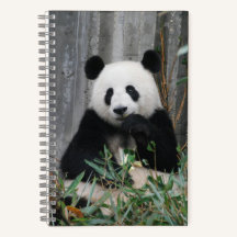 Niedlicher Panda