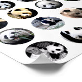 niedlicher Panda trägt Fotos Tiernaturfotografie Poster (Ecke)