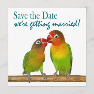 Niedlicher Papagei liebt Vögel Save the Date tropi
