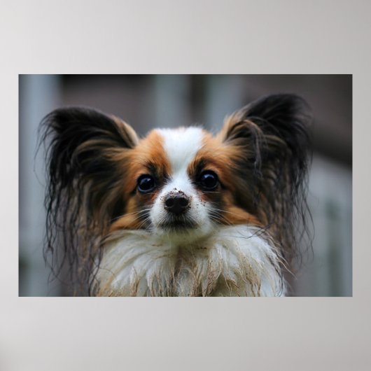 Niedlicher Papillenhund Poster (Vorne)