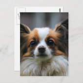 Niedlicher Papillenhund Postkarte (Vorne/Hinten)