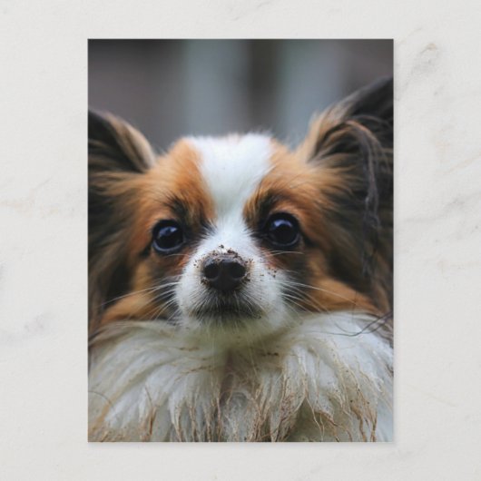 Niedlicher Papillenhund Postkarte (Vorderseite)
